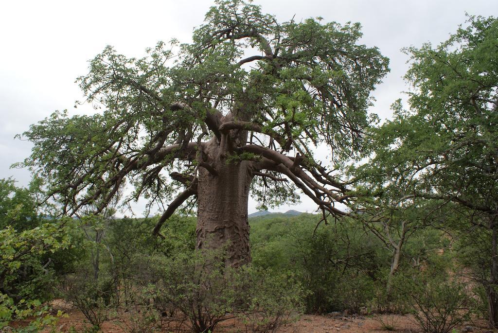 Adansonia Eco Lodge ムシナ エクステリア 写真