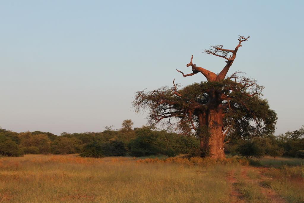 Adansonia Eco Lodge ムシナ エクステリア 写真