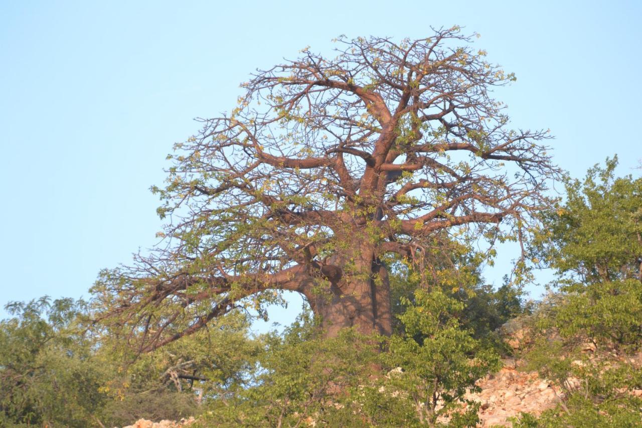 Adansonia Eco Lodge ムシナ エクステリア 写真