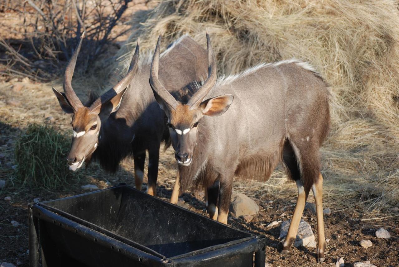 Adansonia Eco Lodge ムシナ エクステリア 写真