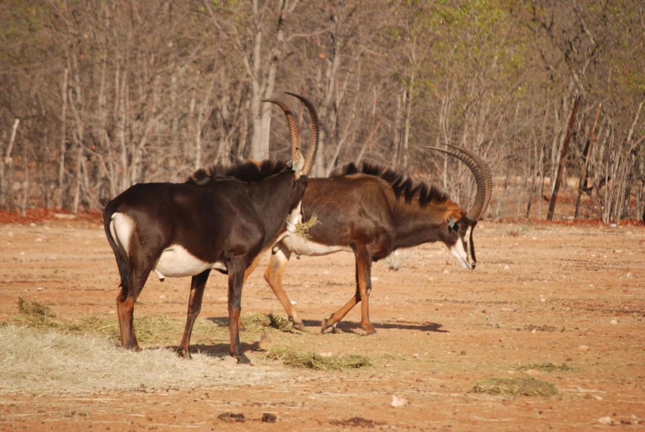 Adansonia Eco Lodge ムシナ エクステリア 写真
